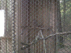 the barred owl at ssnsc