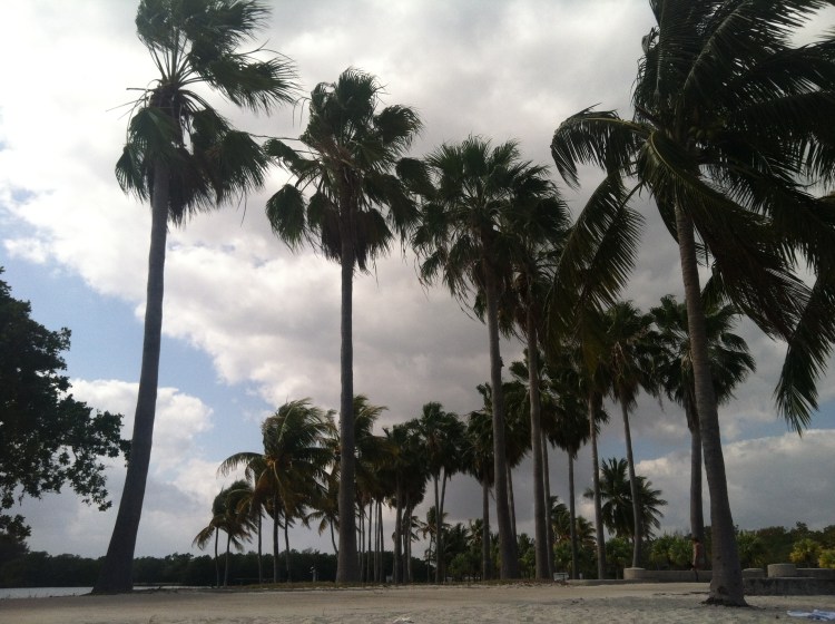 Matheson Palms