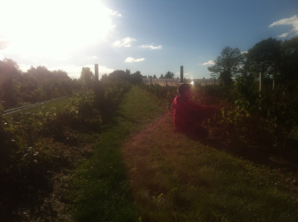 Raspberry picking
