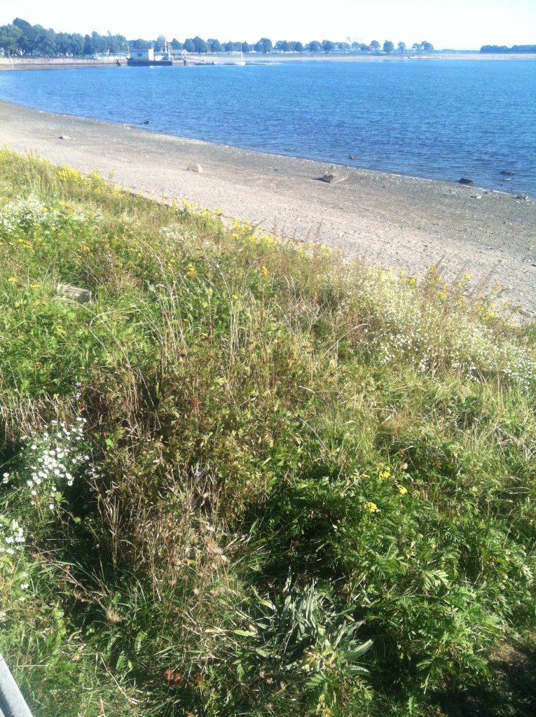 Fall on Castle Island