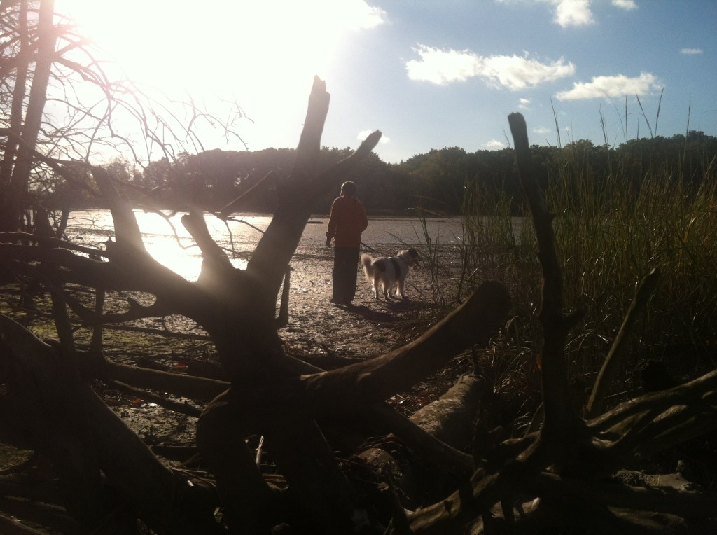 World's End driftwood